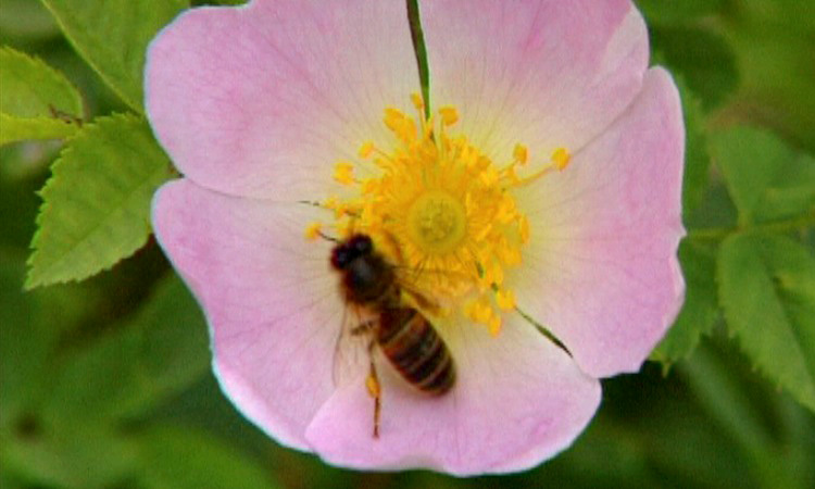 Fleurs et pollinisation - 5mn 48s